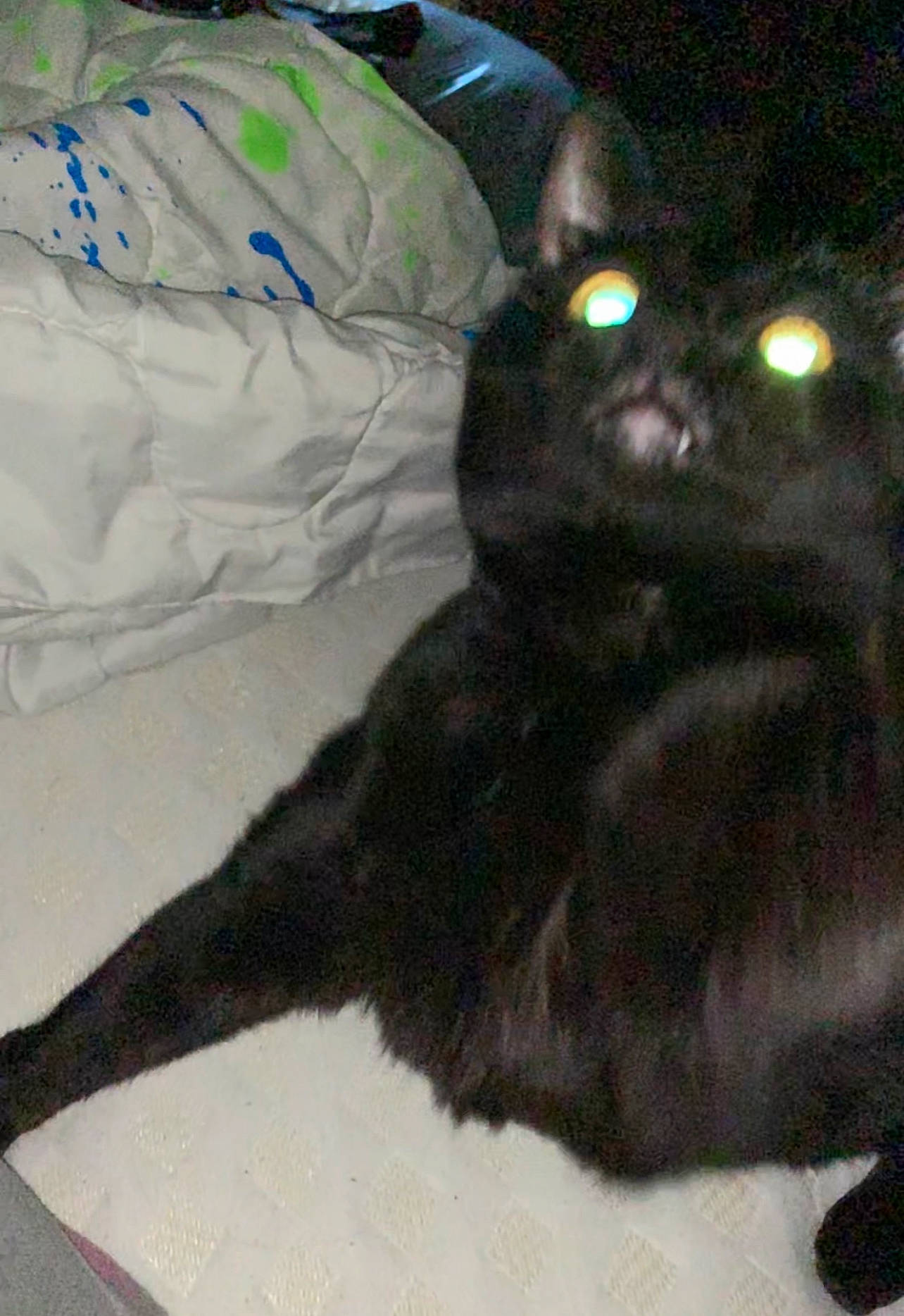 Jolene joined the competition — help win amazing prizes! black_cat, bombay, carnivore, cat, claw, comfort, dog_breed, domestic_short_haired_cat, felidae, fur, paw, small_to_medium_sized_cats, snout, tail, terrestrial_animal, whiskers