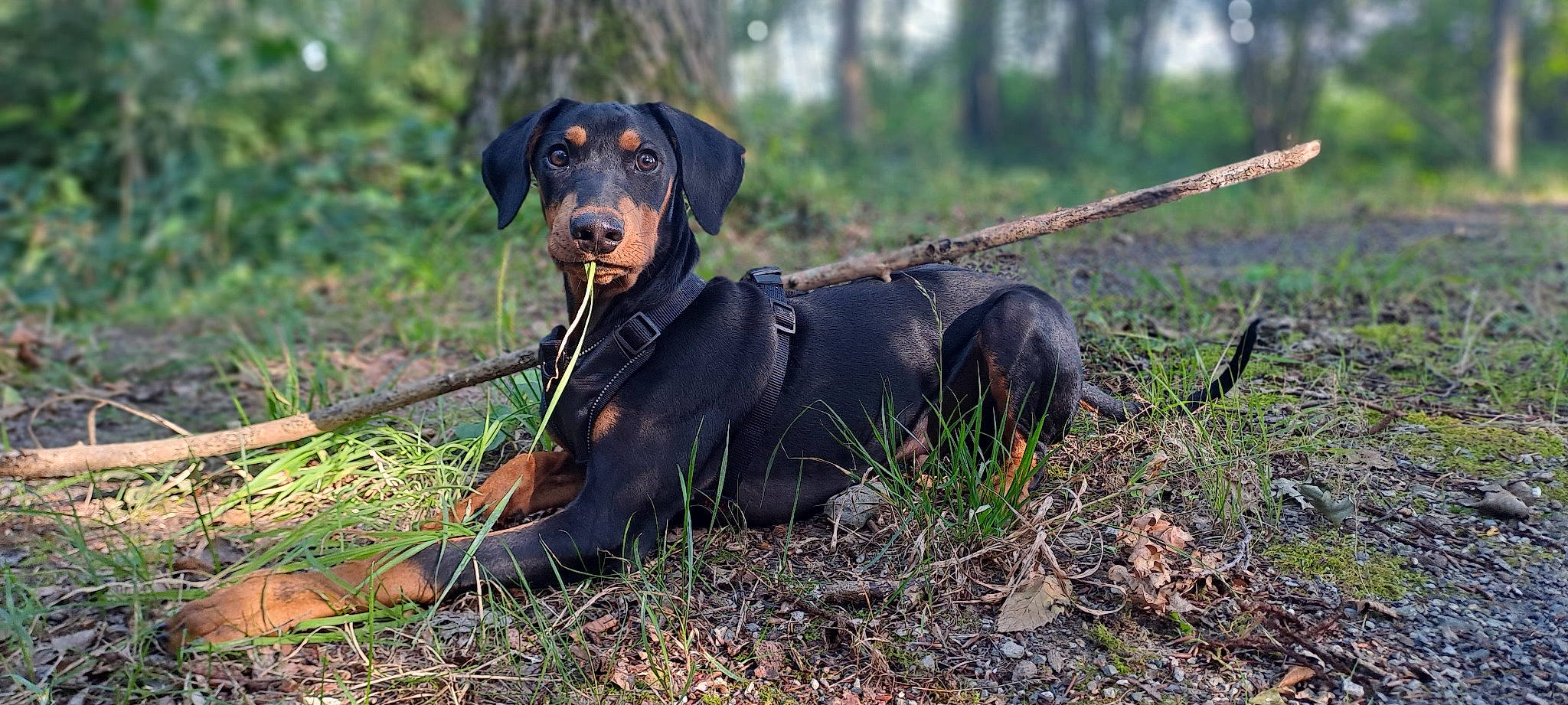 Ucky participe au concours pour gagner de l'argent avec cette photo : austrian_black_and_tan_hound, carnivore, companion_dog, dog, dog_breed, grass, guard_dog, hound, hunting_dog, plant, rottweiler, snout, sporting_group, terrestrial_animal, tree, twig, working_animal, working_dog