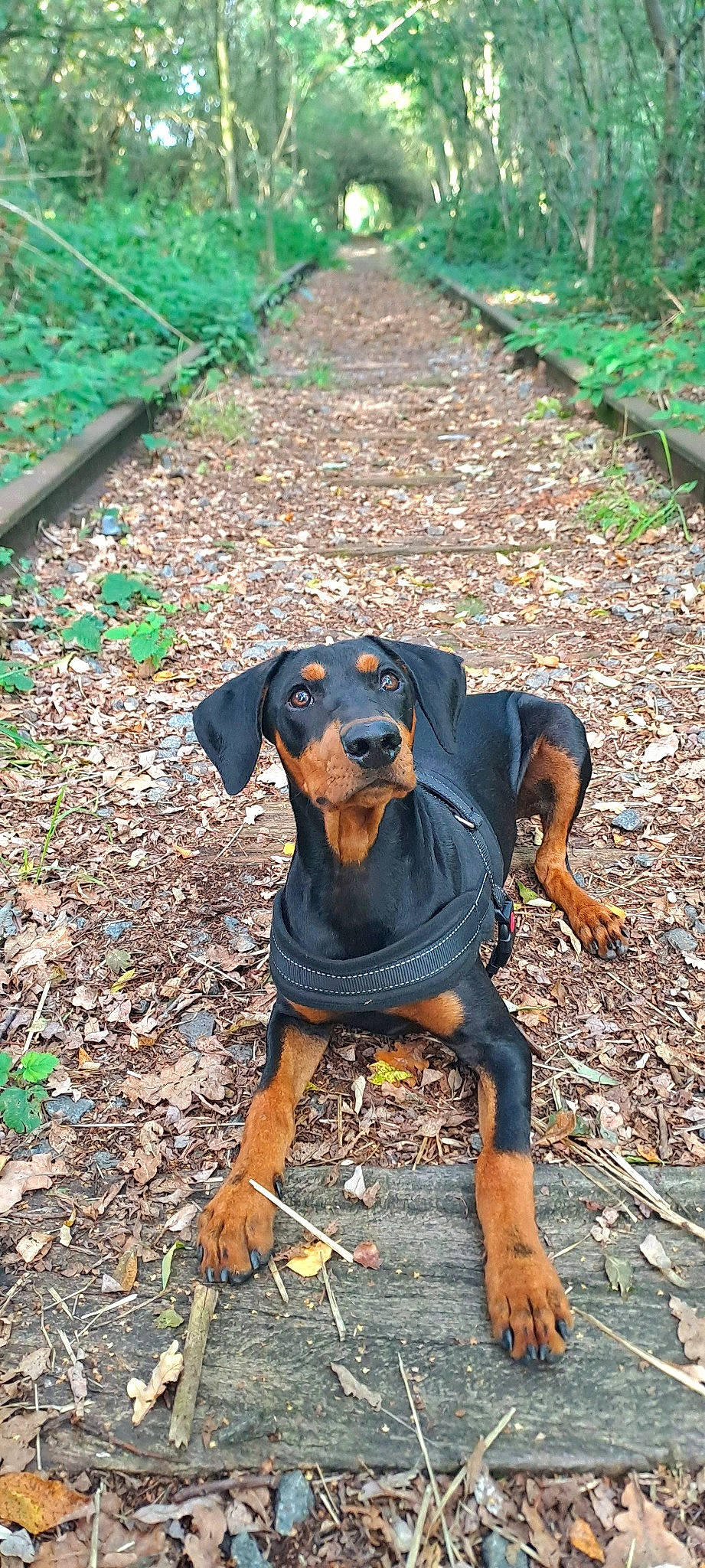 Ucky participe au concours pour gagner de l'argent avec cette photo : canidae, carnivore, companion_dog, dog, dog_breed, fawn, grass, green, groundcover, hellenikos_ichnilatis, hound, hunting_dog, pattern, plant, soil, sporting_group, terrestrial_animal, working_animal, working_dog