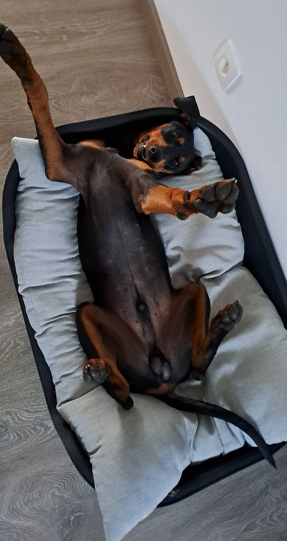 Ucky participe au concours pour gagner de l'argent avec cette photo : art, canidae, carnivore, comfort, companion_dog, dog, dog_breed, dog_supply, fawn, grey, guard_dog, linens, liver, pinscher, snout, sporting_group, terrestrial_animal, toy_dog, working_animal, working_dog