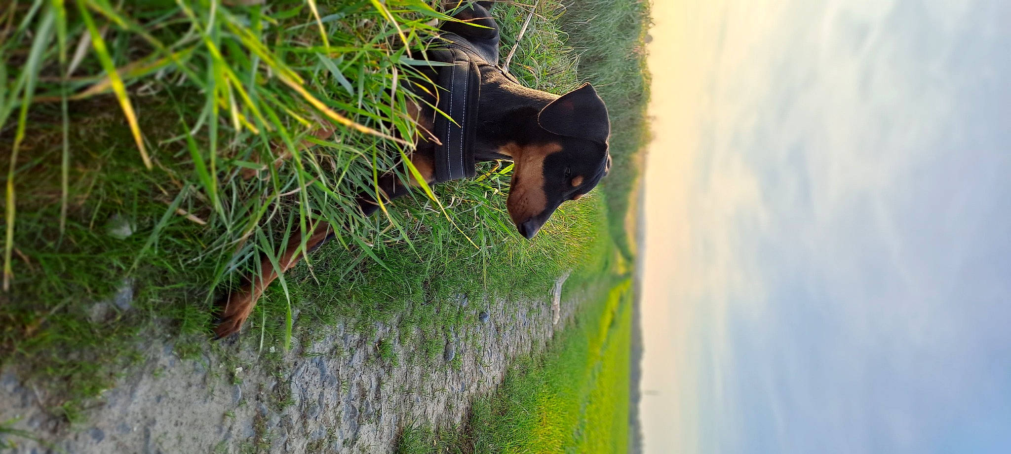 Ucky participe au concours pour gagner de l'argent avec cette photo : beak, cloud, conifer, evergreen, grass, landscape, pine_family, plant, plant_stem, reflection, sky, tail, terrestrial_animal, terrestrial_plant, tree, trunk, twig, wildlife, window, wood