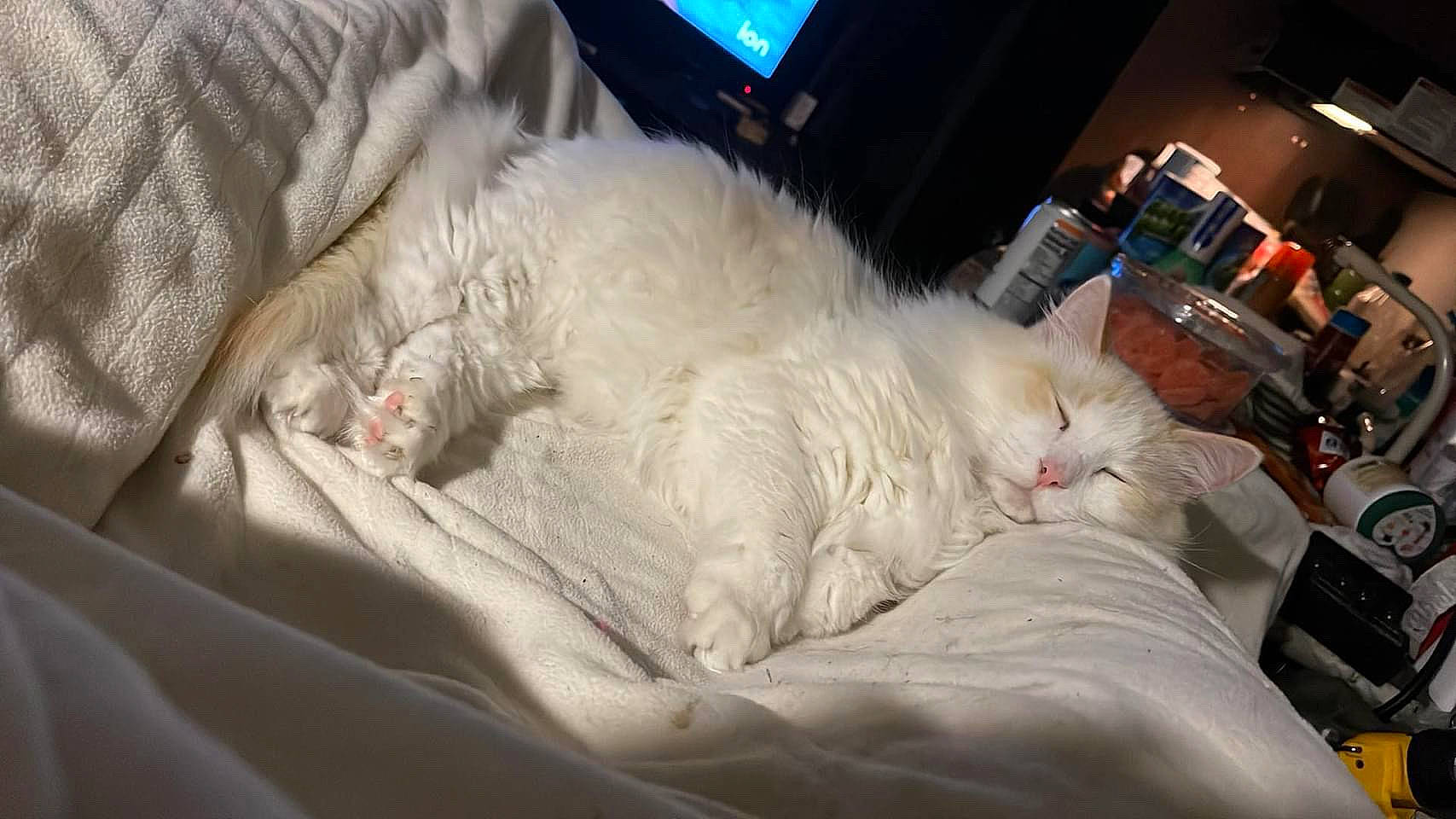 Duke is registered to the contest to win money with this photo: bed, bed_sheet, bedding, canidae, carnivore, cat, claw, comfort, companion_dog, duvet, felidae, fur, linens, nap, paw, room, small_to_medium_sized_cats, snout, tail, whiskers