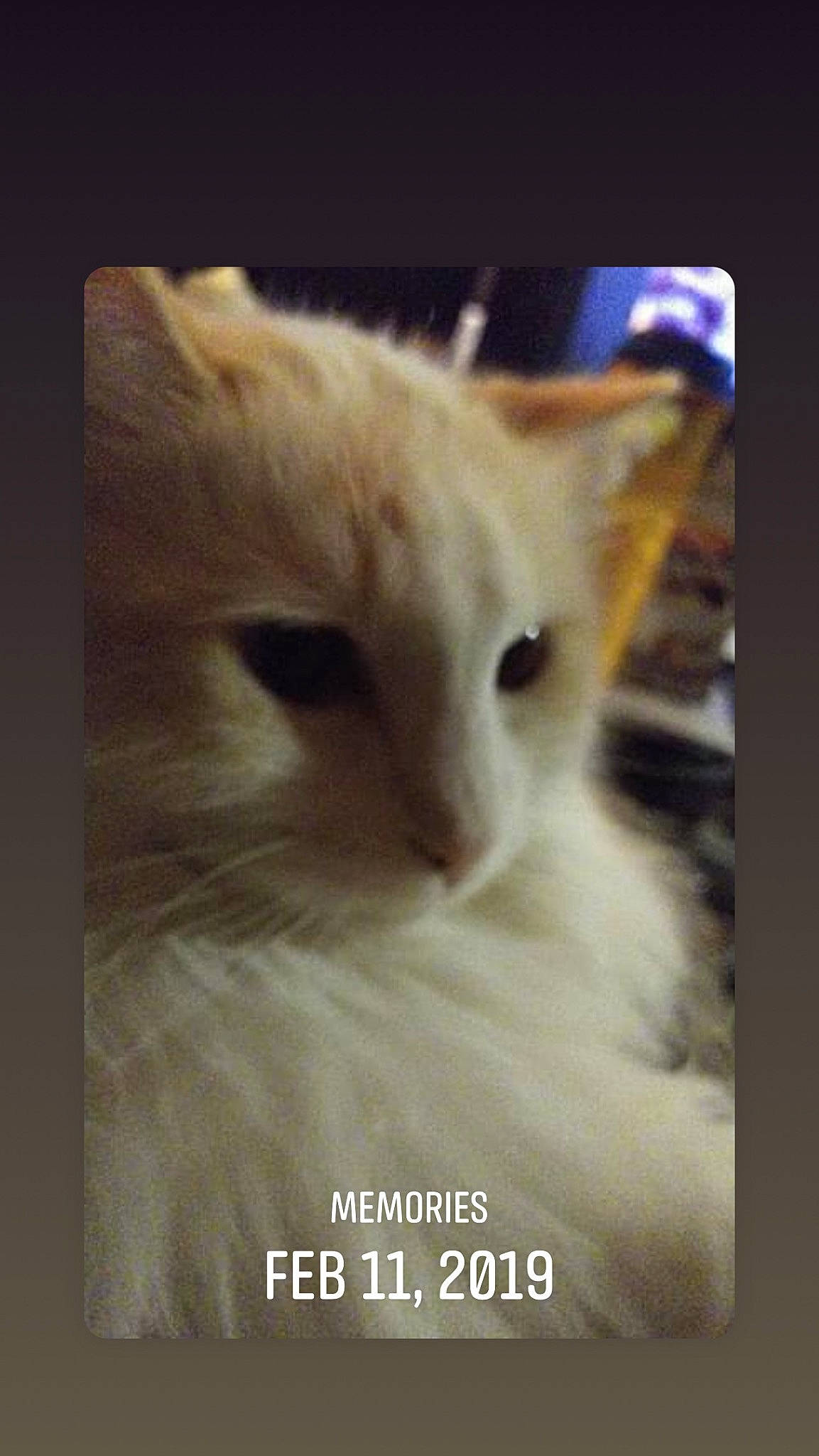 Duke is registered to the contest to win money with this photo: carnivore, cat, darkness, felidae, font, fur, photo_caption, small_to_medium_sized_cats, snout, terrestrial_animal, whiskers