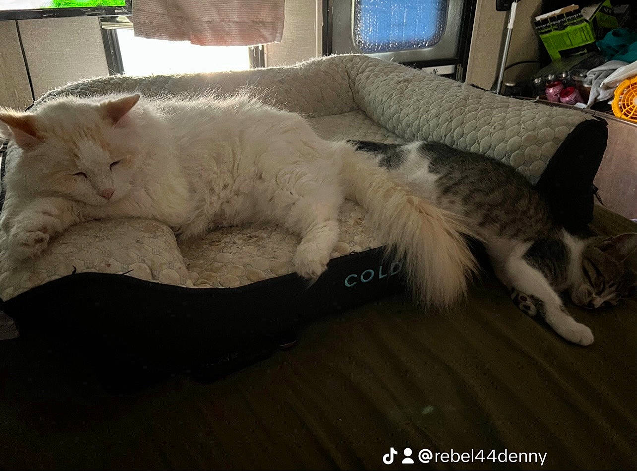 Duke joined the competition — help win amazing prizes! carnivore, cat, comfort, companion_dog, couch, domestic_short_haired_cat, fawn, felidae, flooring, fur, furniture, grey, hardwood, living_room, room, small_to_medium_sized_cats, tail, whiskers, window, wood