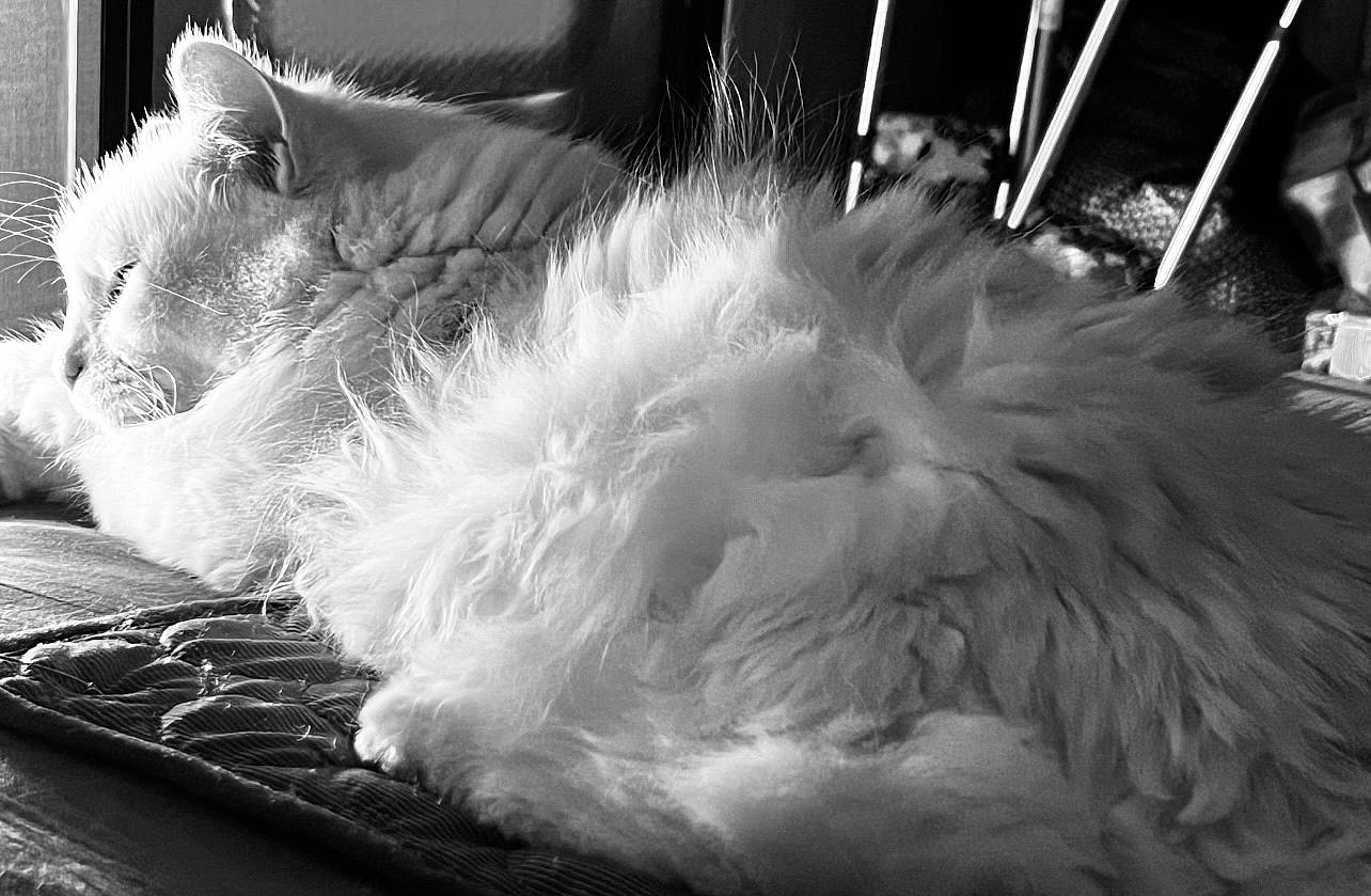 Duke joined the competition — help win amazing prizes! black_and_white, carnivore, comfort, companion_dog, darkness, dog_breed, event, feather, felidae, fur, monochrome, monochrome_photography, natural_material, paw, small_terrier, small_to_medium_sized_cats, style, terrier, toy_dog, whiskers