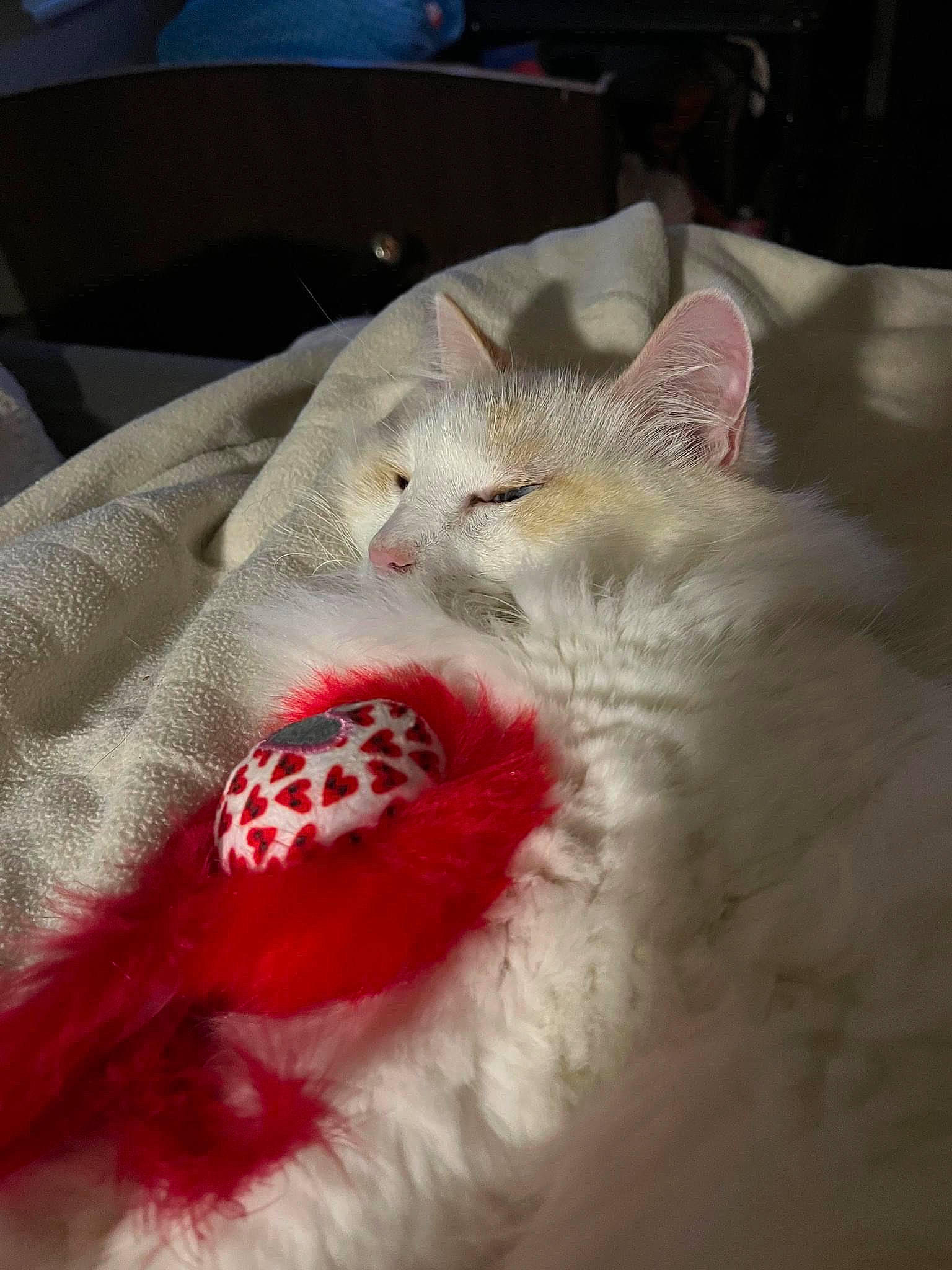 Duke joined the competition — help win amazing prizes! carnivore, cat, claw, comfort, domestic_short_haired_cat, fang, felidae, fur, linens, paw, small_to_medium_sized_cats, tail, terrestrial_animal, whiskers, yawn