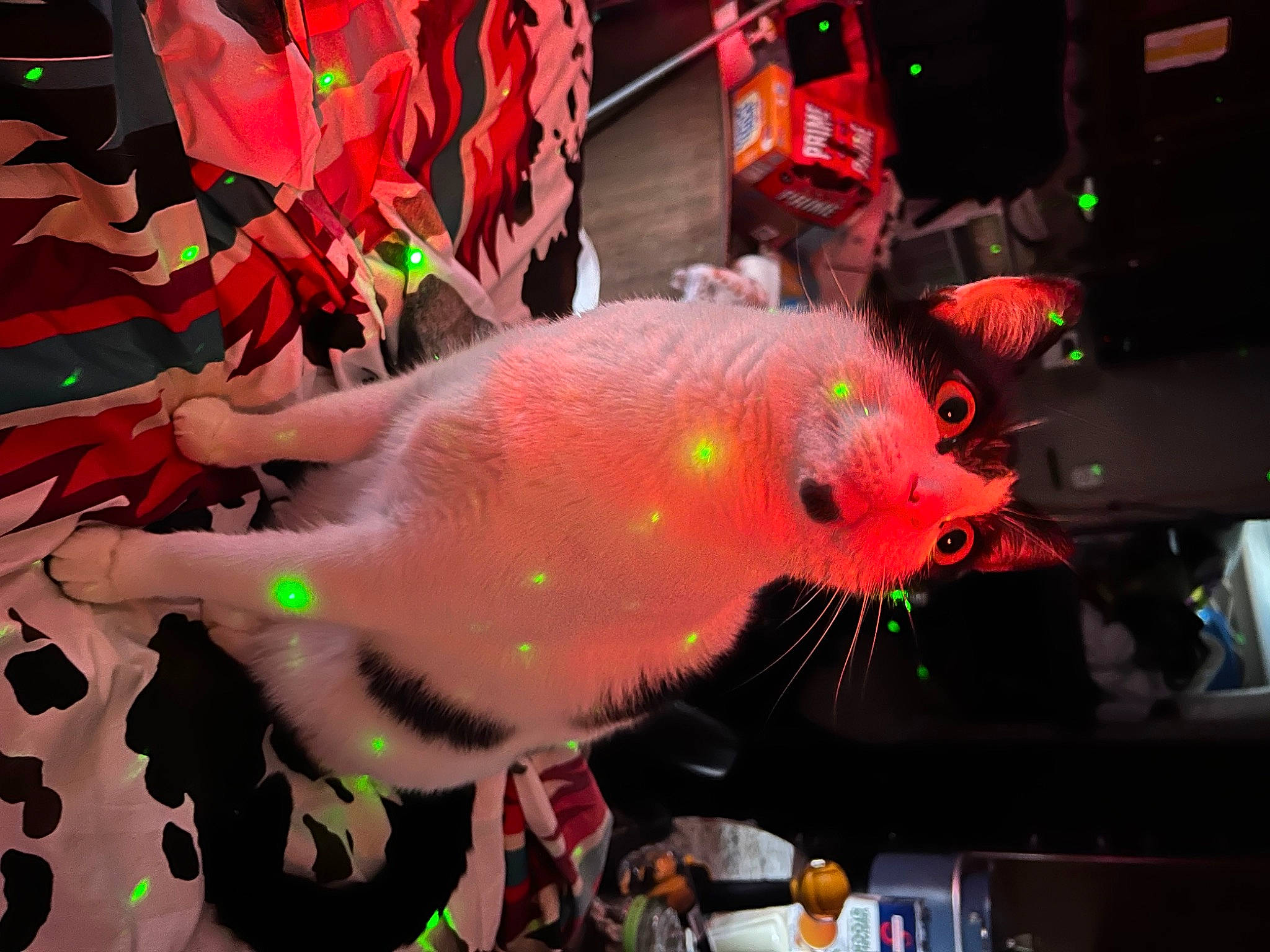 Shitten is registered to the contest to win money with this photo: animation, art, costume, entertainment, event, festival, fictional_character, fish, fun, graphics, magenta, marine_biology, neon, party_supply, public_event, tail, toy, visual_arts, visual_effect_lighting