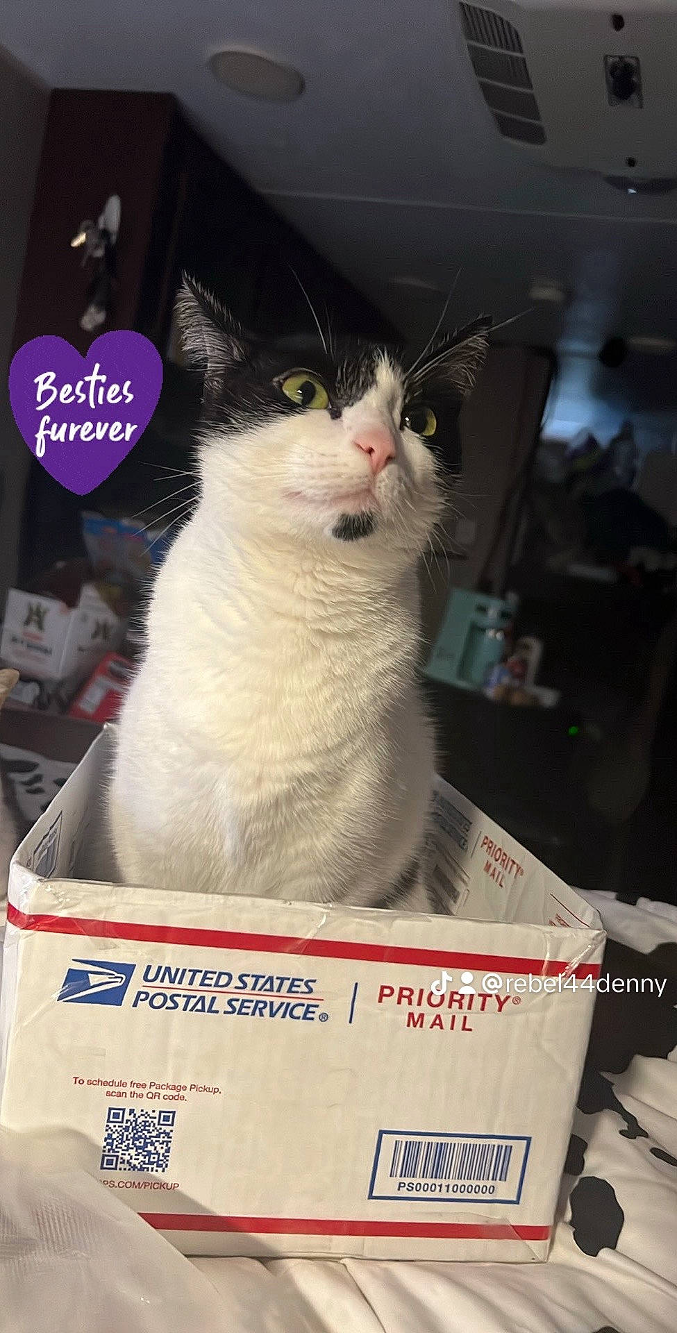Shitten joined the competition — help win amazing prizes! box, carnivore, carton, cat, cat_supply, domestic_short_haired_cat, felidae, fur, packaging_and_labeling, packing_materials, paper_product, pet_supply, small_to_medium_sized_cats, whiskers