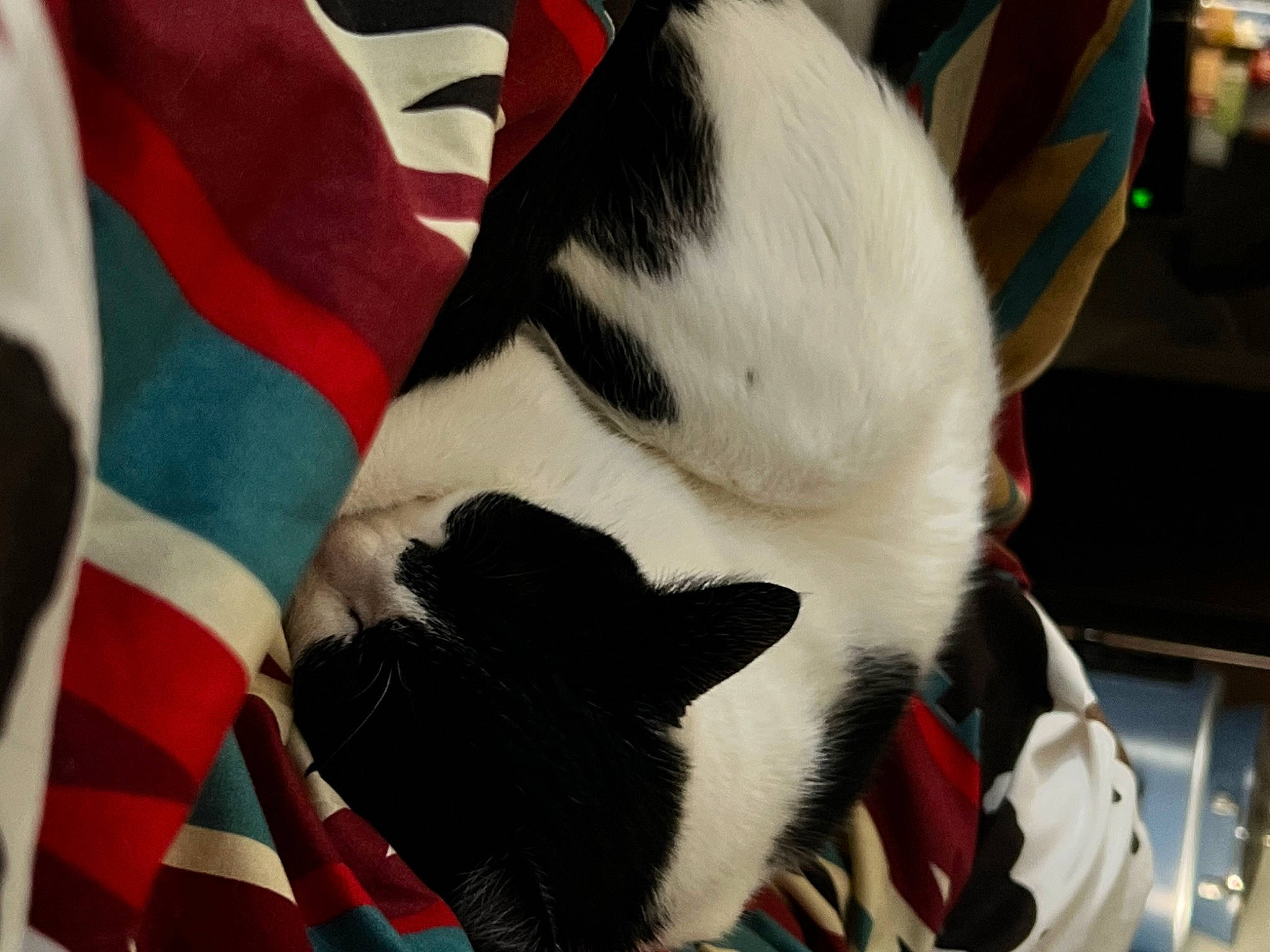 Shitten is registered to the contest to win money with this photo: canidae, carmine, carnivore, cat, cat_bed, cat_supply, collar, comfort, companion_dog, dog_breed, fawn, felidae, fur, paw, small_to_medium_sized_cats, snout, tail, vertebrate, whiskers, window