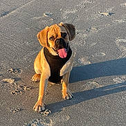 Cooper is registered to the contest to win money with this photo: animal, beach, canine, cute, daytime, dog, friendly, happy, harness, nature, outdoor, paw_prints, pet, playful, sand, shadow, sitting, summer, sunlight, tongue_out