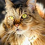 animal, cat, close_up, cute, domestic_cat, face, feline, fluffy, fur, golden_brown, looking_away, mammal, nature, outdoor, pet, portrait, soft, sunlight, whiskers, yellow_eyes