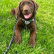 Moose is registered to the contest to win money with this photo: animal, canine, chocolate_labrador, cute, dog, friendly, grass, greenery, happy, harness, leash, lying_down, nature, outdoor, pet, playful, puppy, summer, tongue_out, young