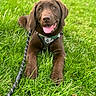 animal, canine, chocolate_labrador, cute, dog, friendly, grass, greenery, happy, harness, leash, lying_down, nature, outdoor, pet, playful, puppy, summer, tongue_out, young