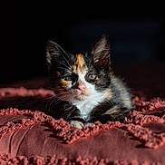 Ophelia joined the competition — help win amazing prizes! animal, bedspread, blanket, calico, cat, cute, domestic, ears, feline, fur, indoor, kitten, pet, portrait, resting, small, soft, sunlight, texture, whiskers