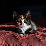 animal, bedspread, blanket, calico, cat, cute, domestic, ears, feline, fur, indoor, kitten, pet, portrait, resting, small, soft, sunlight, texture, whiskers