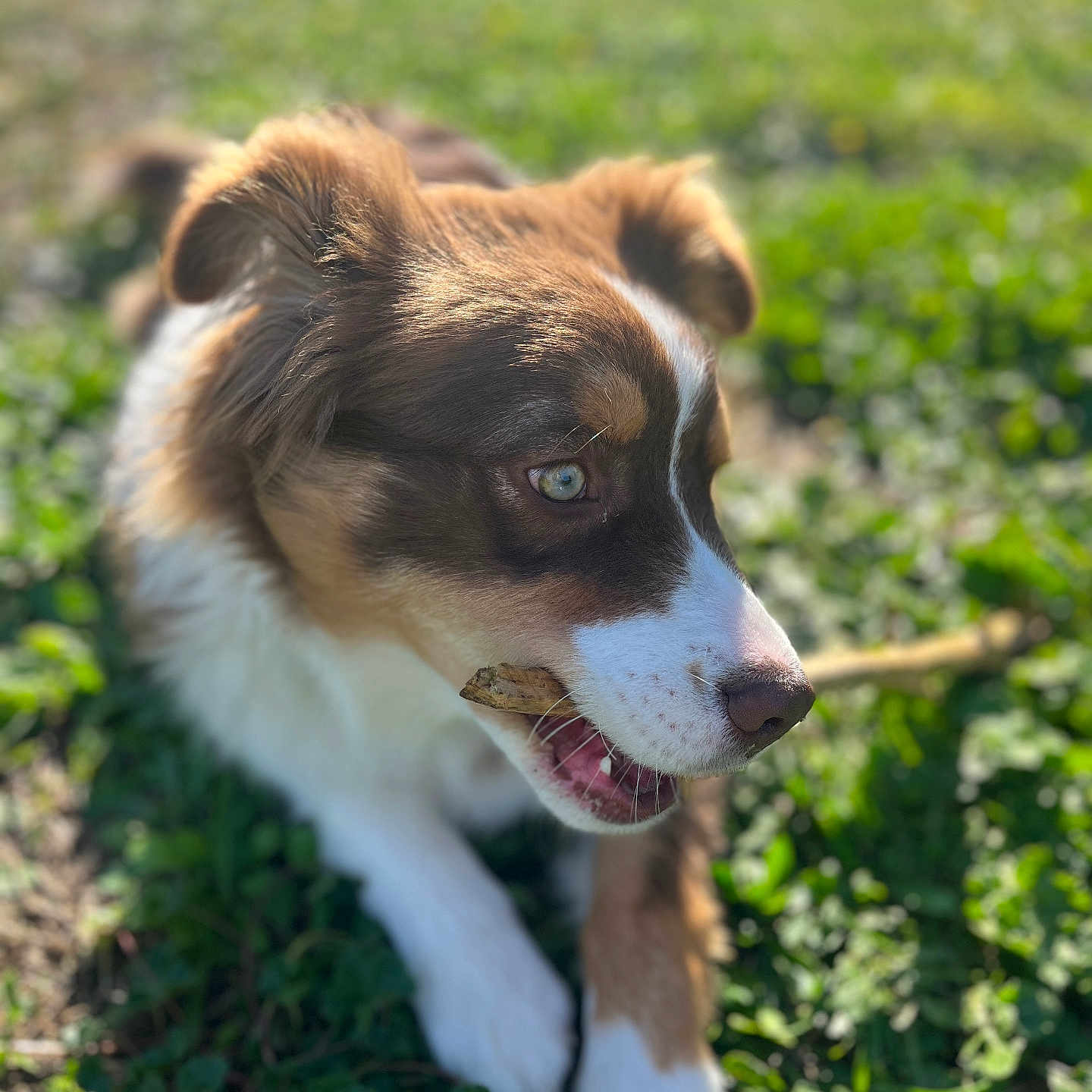Venom a rejoint le concours — aidez-le/la à gagner de superbes lots ! animal, blur, brown, canine, chewing, closeup, cute, daylight, dog, fur, grass, nature, outdoor, pet, playful, portrait, stick, sunlight, white, young