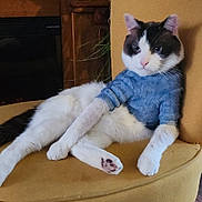 Artemis is registered to the contest to win money with this photo: cat, feline, animal, pet, indoor, chair, yellow, blue_sweater, relaxed, cozy, fur, whiskers, paw, domestic, cute, resting, home, living_room, casual, comfortable