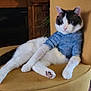 cat, feline, animal, pet, indoor, chair, yellow, blue_sweater, relaxed, cozy, fur, whiskers, paw, domestic, cute, resting, home, living_room, casual, comfortable