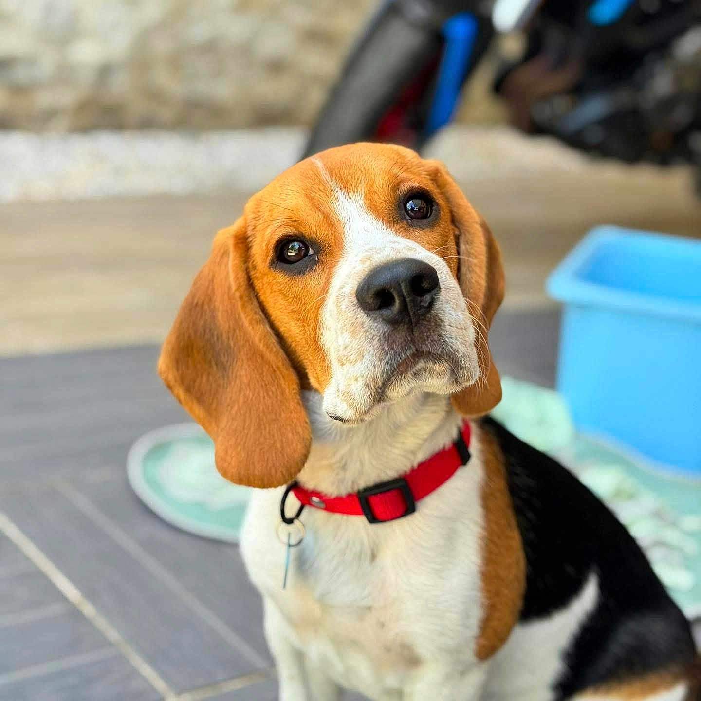 Apple participe au concours pour gagner de l'argent avec cette photo : beagle, dog, pet, collar, red_collar, animal, canine, portrait, close_up, ears, floor, indoor, looking_up, brown, white, black, cute, domestic_animal, mammal, friendly