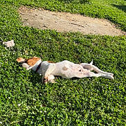 Apple participe au concours pour gagner de l'argent avec cette photo : dog, grass, outdoor, sunlight, toy, greenery, relaxing, pet, nature, summer, playground, tree, sunny, animal, collar, park, daytime, resting, canine, leisure