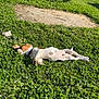 dog, grass, outdoor, sunlight, toy, greenery, relaxing, pet, nature, summer, playground, tree, sunny, animal, collar, park, daytime, resting, canine, leisure