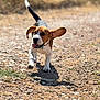Apple participe au concours pour gagner de l'argent avec cette photo : dog, beagle, puppy, running, outdoor, gravel_path, sunlight, ears_flapping, tongue_out, happy, animal, pet, playful, nature, daylight, canine, fur, active, walking, young