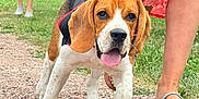 Apple participe au concours pour gagner de l'argent avec cette photo : beagle, puppy, dog, leash, person, legs, sandals, gravel_path, grass, outdoor, walking, pet, animal, summer, nature, canine, closeup, happy, tongue_out, casual