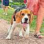 beagle, puppy, dog, leash, person, legs, sandals, gravel_path, grass, outdoor, walking, pet, animal, summer, nature, canine, closeup, happy, tongue_out, casual