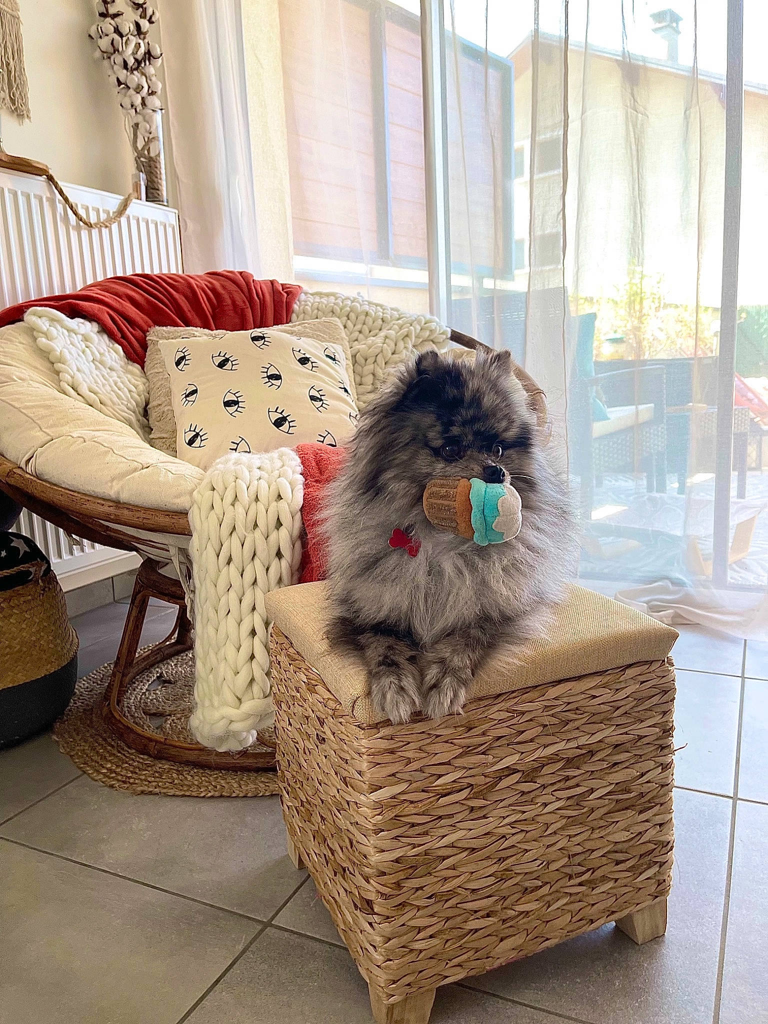 Pilou participe au concours pour gagner de l&#x27;argent avec cette photo : basket, carnivore, cat, comfort, companion_dog, couch, fawn, felidae, floor, flooring, fur, hardwood, interior_design, living_room, outdoor_furniture, small_to_medium_sized_cats, whiskers, wicker, window, wood