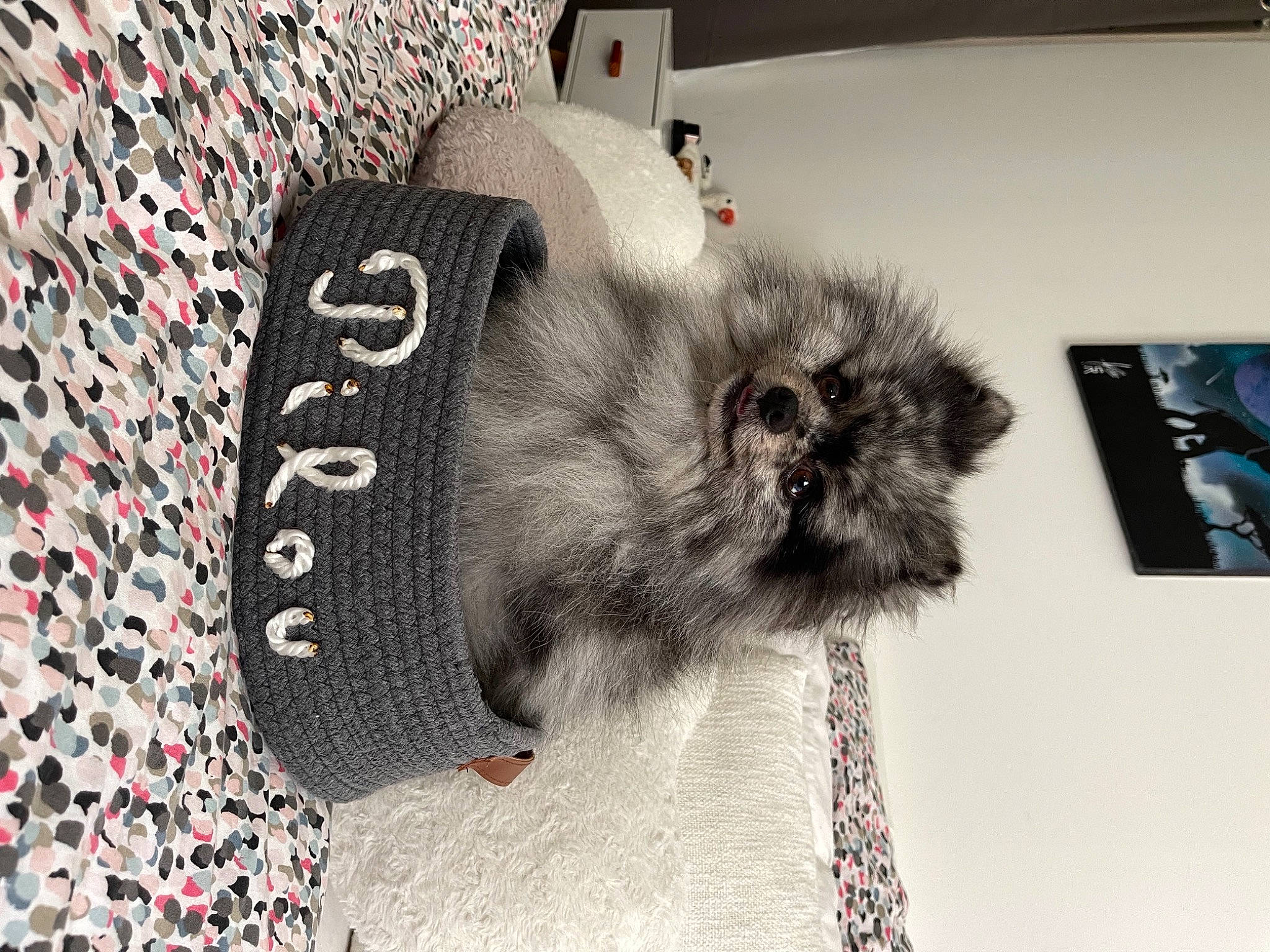 Pilou a rejoint le concours — aidez-le/la à gagner de superbes lots ! art, companion_dog, dog_breed, fashion_accessory, fawn, feather, felidae, flooring, font, fur, grey, pattern, picture_frame, room, sleeve, small_to_medium_sized_cats, snout, tail, whiskers, wool