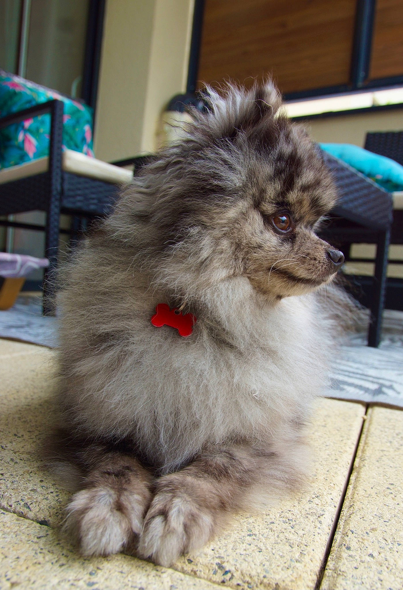 Pilou participe au concours pour gagner de l&#x27;argent avec cette photo : british_longhair, carnivore, cat, claw, companion_dog, fawn, felidae, flooring, fur, paw, small_to_medium_sized_cats, snout, tail, terrestrial_animal, whiskers