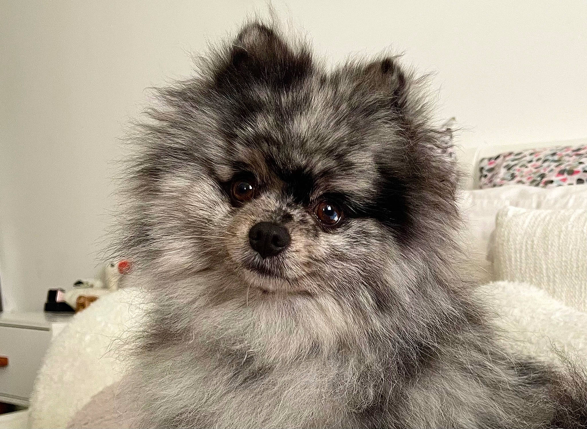 Pilou a rejoint le concours — aidez-le/la à gagner de superbes lots ! ancient_dog_breeds, canidae, carnivore, companion_dog, dog, dog_breed, eye, fawn, fur, hair, head, liver, non_sporting_group, snout, sporting_group, terrestrial_animal, toy_dog, whiskers, working_animal