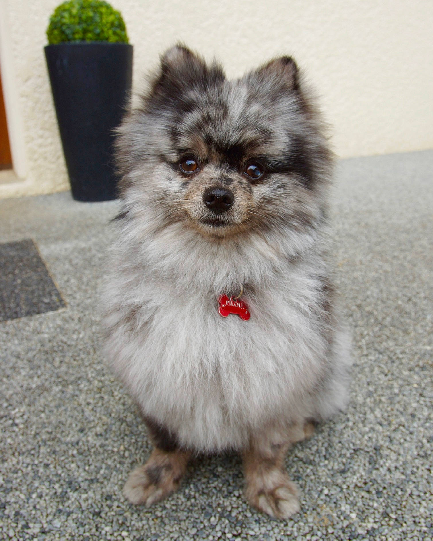 Pilou participe au concours pour gagner de l&#x27;argent avec cette photo : ancient_dog_breeds, canidae, carnivore, companion_dog, dog, dog_breed, fawn, fur, german_spitz, german_spitz_klein, maltepoo, non_sporting_group, puppy, small_terrier, snout, sporting_group, terrestrial_animal, toy_dog, working_animal, yorkipoo