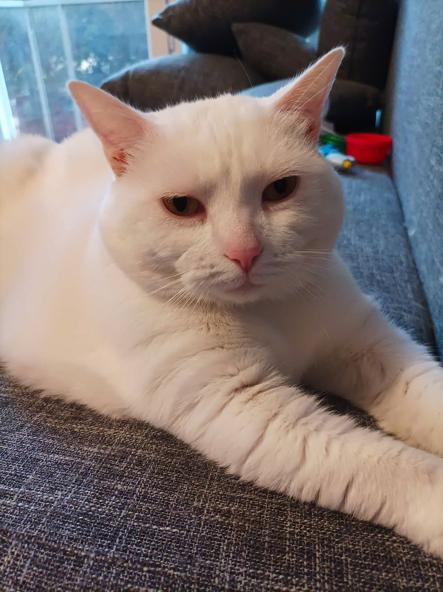 Ades a rejoint le concours — aidez-le/la à gagner de superbes lots ! carnivore, cat, claw, comfort, domestic_short_haired_cat, eye, fawn, felidae, foot, fur, iris, paw, sitting, small_to_medium_sized_cats, snout, tail, vehicle_registration_plate, whiskers