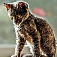 Stormy is registered to the contest to win money with this photo: animal, blurred_background, cat, closeup, curious, cute, domestic, ears, eyes, feline, fur, indoor, kitten, mammal, pet, portrait, sitting, soft_light, whiskers, young