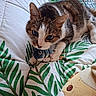 Fripouille participe au concours pour gagner de l'argent avec cette photo : cat, tabby, white_cat, pet, animal, feline, face, eyes, whiskers, ears, paws, toy, fish_toy, bed, bedding, bedroom, leaf_pattern, indoor, portrait, cuddly