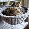 Fripouille a rejoint le concours — aidez-le/la à gagner de superbes lots ! cat, tabby_cat, white_cat, pet, animal, feline, sleeping, relaxed, lounging, curled_tail, whiskers, ears, fur, cat_tree, hammock, plush, indoor, home, cozy, portrait