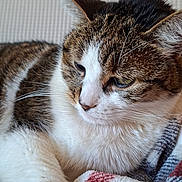 Fripouille participe au concours pour gagner de l'argent avec cette photo : cat, tabby, white_fur, brown_fur, striped_fur, close_up, portrait, whiskers, ears, eyes, nose, indoor, blanket, cozy, relaxed, lying_down, pet, feline, soft_texture, photography