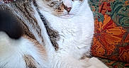 Fripouille participe au concours pour gagner de l'argent avec cette photo : cat, tabby, white_fur, pet, animal, portrait, close_up, sitting, lounging, relaxed, face, eyes, ears, whiskers, paws, indoor, chair, upholstery, patterned_background, cozy