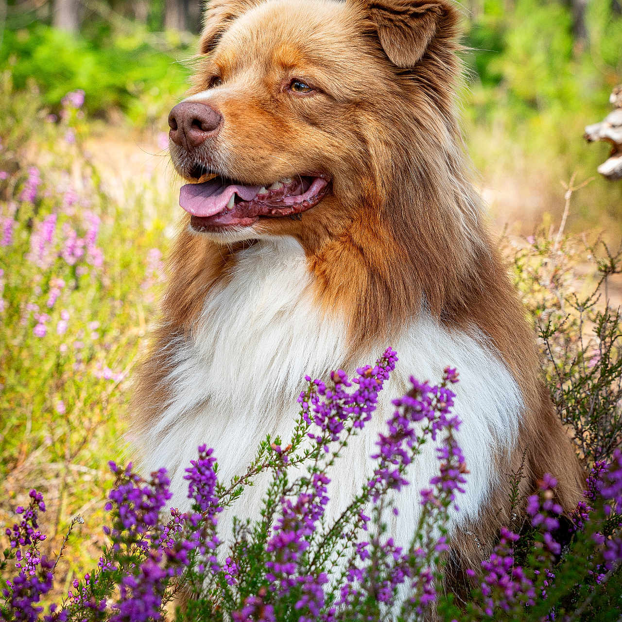 Samba participe au concours pour gagner de l'argent avec cette photo : animal, beautiful, canine, closeup, dog, flowers, fluffy, forest, golden_brown, grass, happy, nature, outdoor, pets, portrait, purple_flowers, scenery, summer, sunlight, wildlife