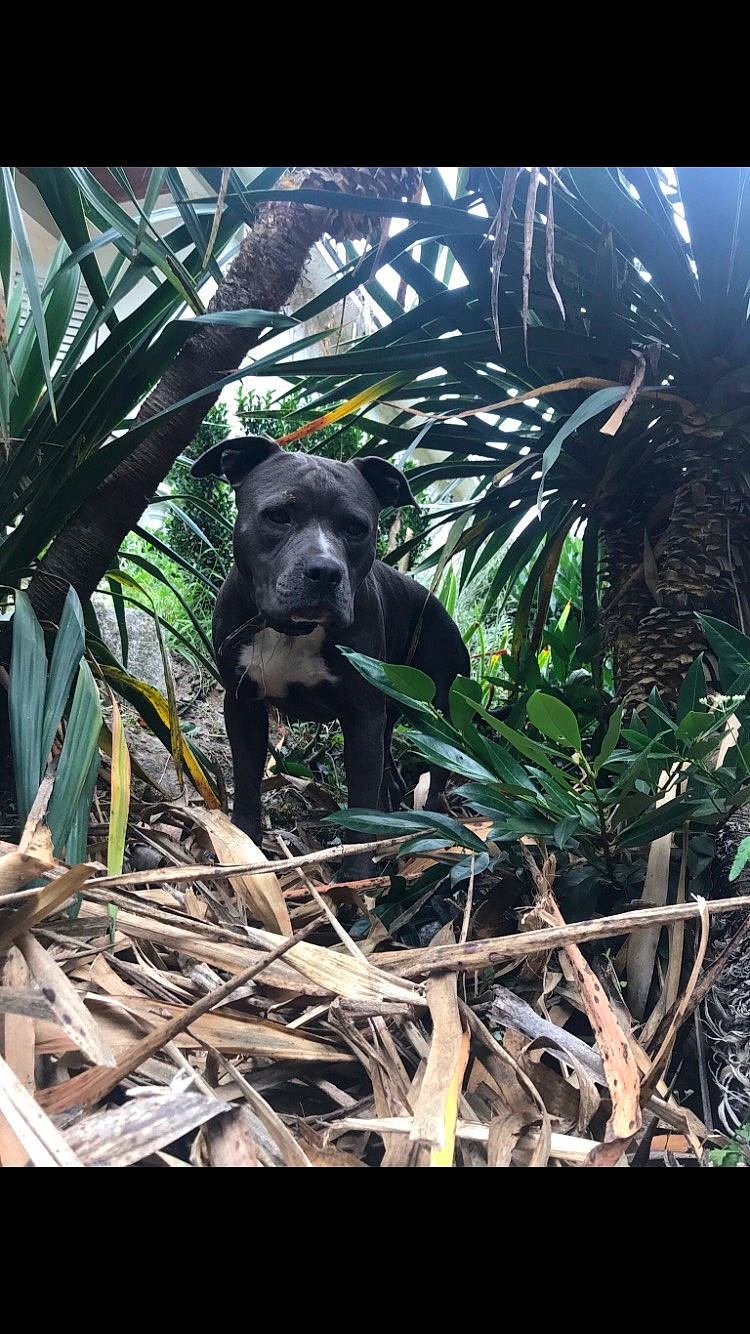 Roots participe au concours pour gagner de l'argent avec cette photo : arecales, canidae, carnivore, dog_breed, forest, grass, jungle, organism, plant, rainforest, snout, sporting_group, tail, terrestrial_animal, terrestrial_plant, tropics, twig, vegetation, wildlife, working_animal