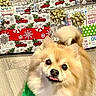 Romeo is registered to the contest to win money with this photo: christmas, curled_tail, cute, dog, festive, fluffy, gifts, green_bandana, holiday, indoors, pet, pomeranian, portrait, puppy, small_dog, tan_fur, tongue_out, white_fur, wooden_floor, wrapped_presents