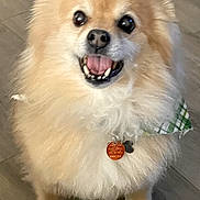 Romeo is registered to the contest to win money with this photo: collar, cute, dog, fluffy, front_view, fur, green, happy, indoor, open_mouth, pet, plaid, pomeranian, portrait, small_dog, smiling, standing, tag, tongue, wooden_floor