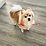 Romeo joined the competition — help win amazing prizes! animal, canine, companion, cream_colored, curled_tail, cute, dog, flooring, fluffy, home, indoors, long_fur, looking_at_camera, orange_leash, pet, pointy_ears, portrait, small_dog, standing, wood_floor