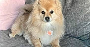 Romeo joined the competition — help win amazing prizes! collar, couch, cream_colored, cute, dog, ears, fluffy, front_view, fur, home, indoors, pet, pomeranian, portrait, puppy, sitting, small_dog, sofa, tag, tail