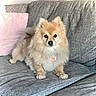 collar, couch, cream_colored, cute, dog, ears, fluffy, front_view, fur, home, indoors, pet, pomeranian, portrait, puppy, sitting, small_dog, sofa, tag, tail