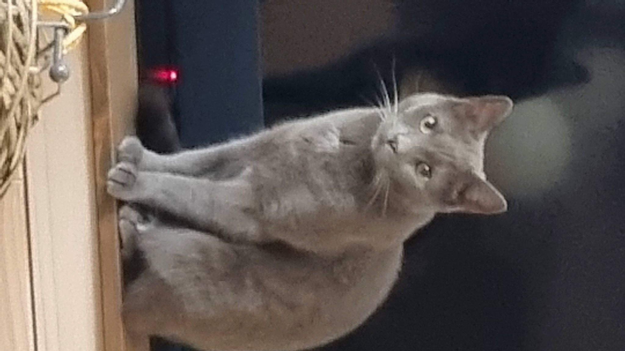 Lucky is registered to the contest to win money with this photo: carnivore, cat, domestic_short_haired_cat, ear, felidae, fur, small_to_medium_sized_cats, snout, tail, terrestrial_animal, whiskers