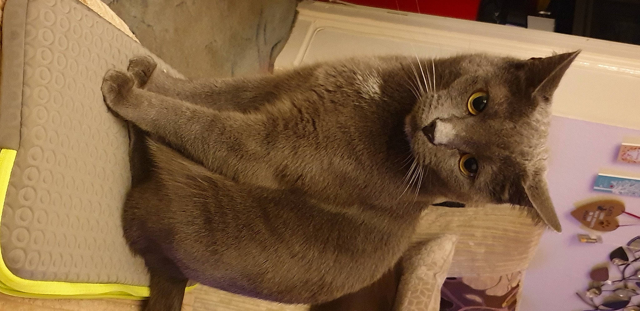 Lucky is registered to the contest to win money with this photo: carnivore, cat, cat_supply, claw, comfort, domestic_short_haired_cat, fawn, felidae, fur, grey, paw, russian_blue, small_to_medium_sized_cats, snout, tail, terrestrial_animal, whiskers