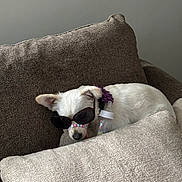 Zoe is registered to the contest to win money with this photo: dog, white_dog, sunglasses, beaded_necklace, purple_flower, baby_bottle, couch, pillows, indoor, pet, relaxed, cute, accessories, small_dog, resting, cozy, furniture, animal, portrait, funny
