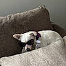 dog, white_dog, sunglasses, beaded_necklace, purple_flower, baby_bottle, couch, pillows, indoor, pet, relaxed, cute, accessories, small_dog, resting, cozy, furniture, animal, portrait, funny